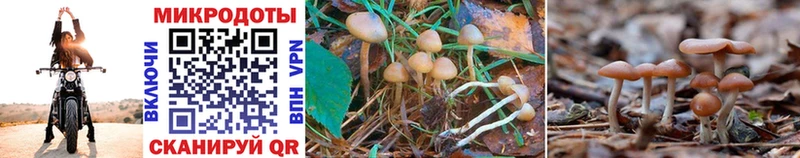 Галлюциногенные грибы Psilocybine cubensis Горняк